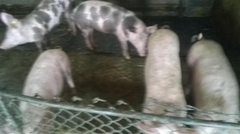 Pensiunea ,,La Struti" Târgu Neamț Zewnętrze zdjęcie