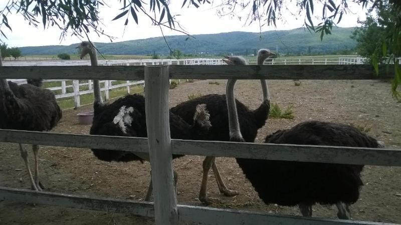 Pensiunea ,,La Struti" Târgu Neamț Zewnętrze zdjęcie