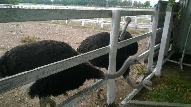 Pensiunea ,,La Struti" Târgu Neamț Zewnętrze zdjęcie